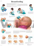 Breastfeeding - Anatomical Chart